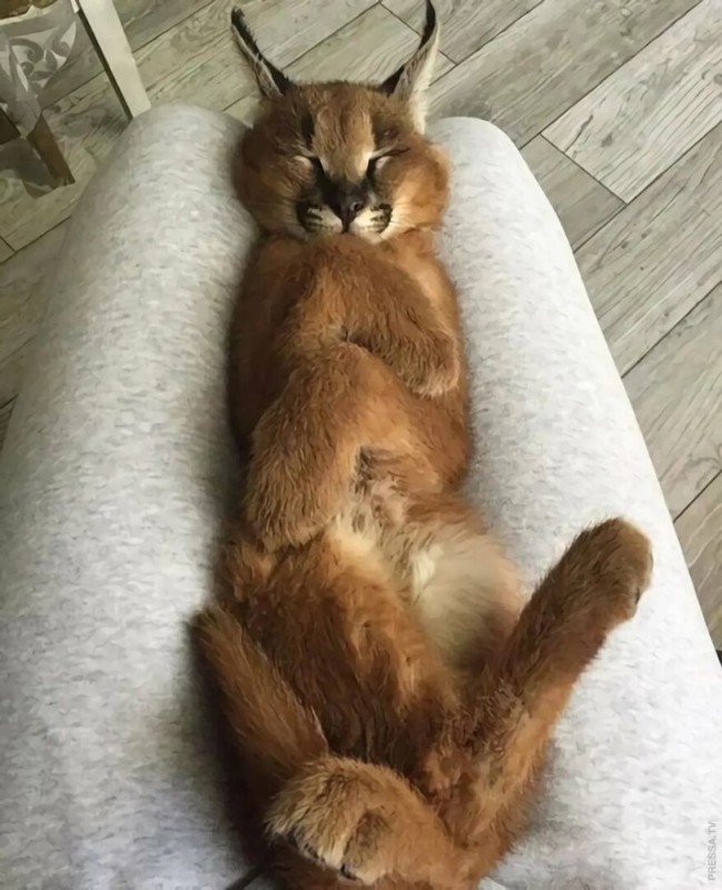 Create meme: lynx caracal, domestic lynx caracal, caracal slap