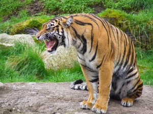 Создать мем: виды тигров, white tiger, мальтийский голубой тигр
