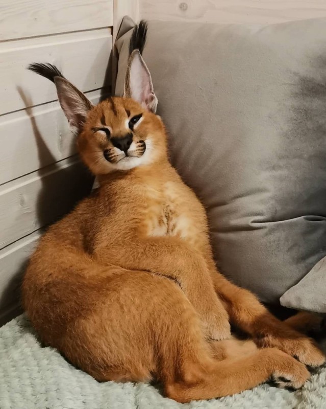 Create meme: caracal cat, caracal cat, caracal caracal