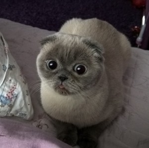 Создать мем: шотландские котята, вислоухая шотландская, scottish fold