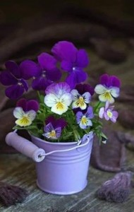 Create meme: flowers violets, Pansy