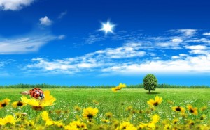 Create meme: summer, meadow, background nature summer