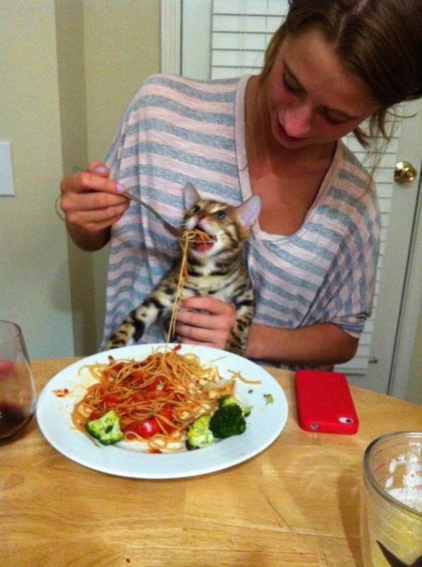 Create meme: cat fed spaghetti, cat fed with a spoon, the cat and the spaghetti