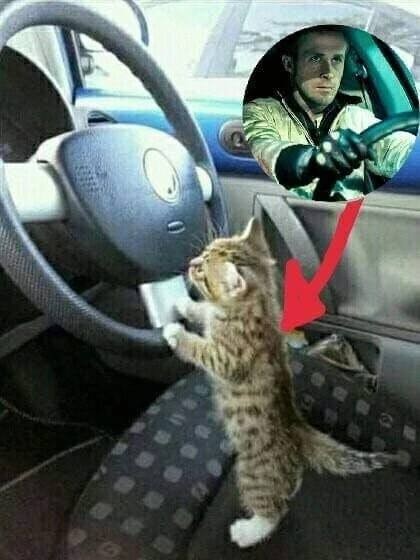 Создать мем: веселые животные, белый кот за рулем, кот водит машину