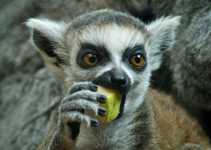 Create meme: a ring-tailed lemur-cub, dwarf lemur, lemur