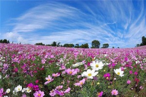 Создать мем: цветы в марте, поле нарциссов, flowers