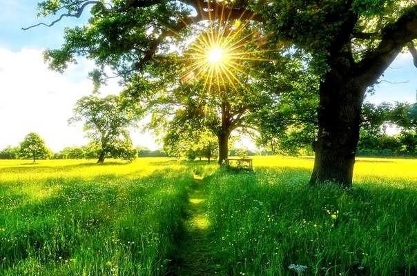 Create meme: sunny landscape, bright sunny day, a tree in the rays of the sun