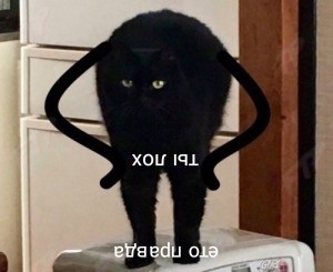 Create meme: cats, cat, black cat