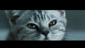 Создать мем: злой серый кот, реклама вискас глазами кошки, реклама вискас котенок и дождь
