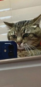 Создать мем: закрытый профиль, бразильская короткошёрстная кошка, кот степан