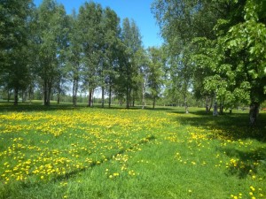 Create meme: pictures of dandelion field and on the sides of trees clearing for children, dandelions in the Park, nature may