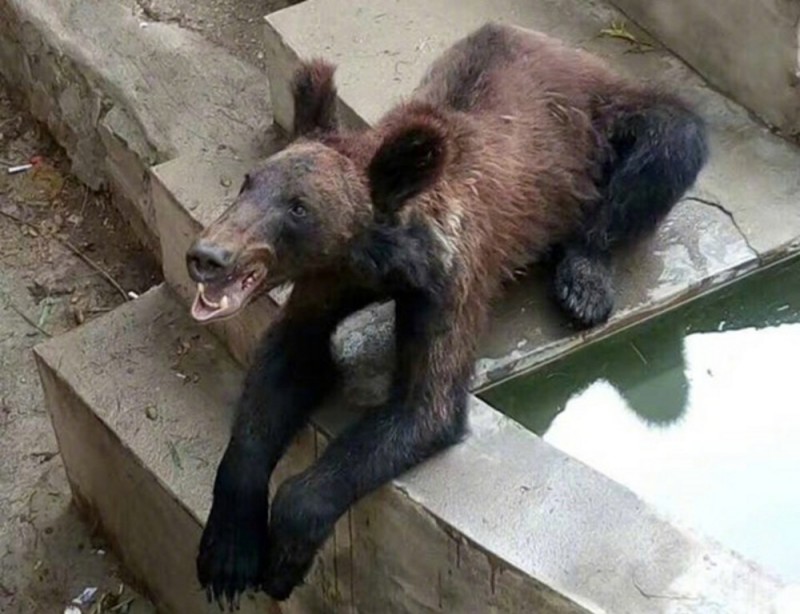 Создать мем: медведь медведь, лысый медведь, грустный медведь в зоопарке