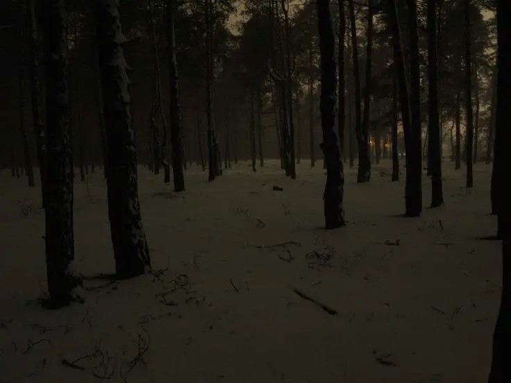 Create meme: forest at night in winter, dark forest, background dark forest