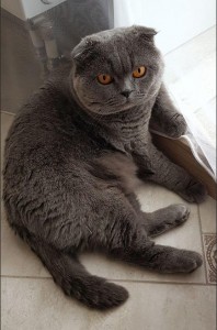Create meme: Scottish fold, Scottish fold cat, Scottish fold cat grey