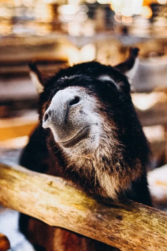 Create meme: goat animal, zoo animals, funny animals 