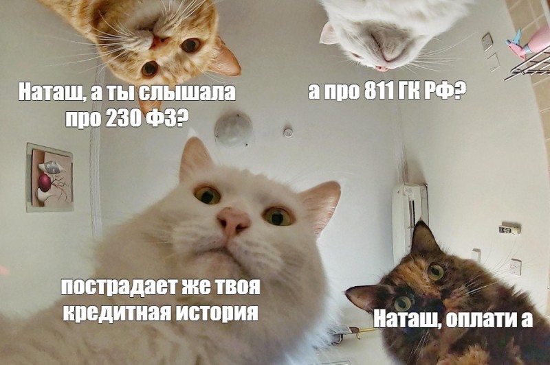 Create meme: cat meme , memes with natasha and cats, about Natasha and the cats