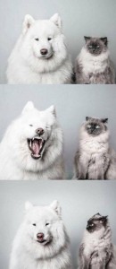 Create meme: the breed is Samoyed, Samoyed dog, Samoyed husky