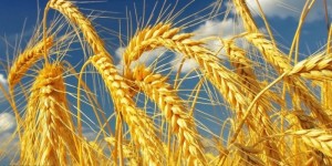 Создать мем: зерно пшеницы, ячмень и пшеница, ячмень зерно