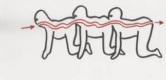 Create meme: human centipede diagram, human centipede drawing, human centipede poster