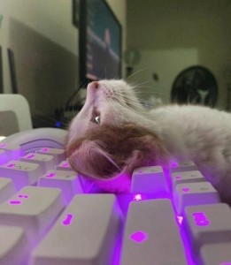 Create meme: cat on the keyboard