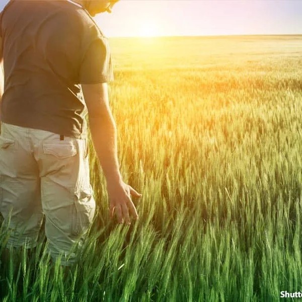 Create meme: man in the field, Wheat field man, wheat field