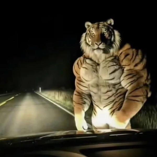 Create meme: tiger , the muscular tiger, pumped up tiger