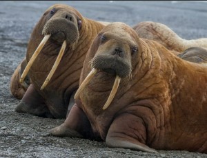 Создать мем: милый морж, атлантический морж, северный морж