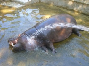 Создать мем: зоопарк, бегемот, hippopotamus