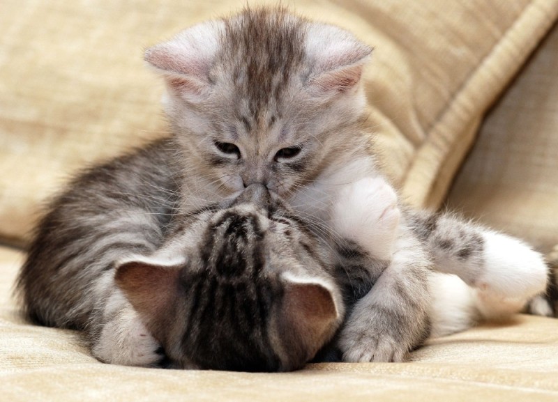 Создать мем: влюбленные котята, милые котики пара, целующиеся коты