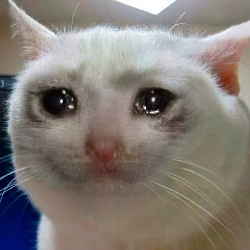 Create meme: cat crying meme original, cat crying meme, crying cat meme