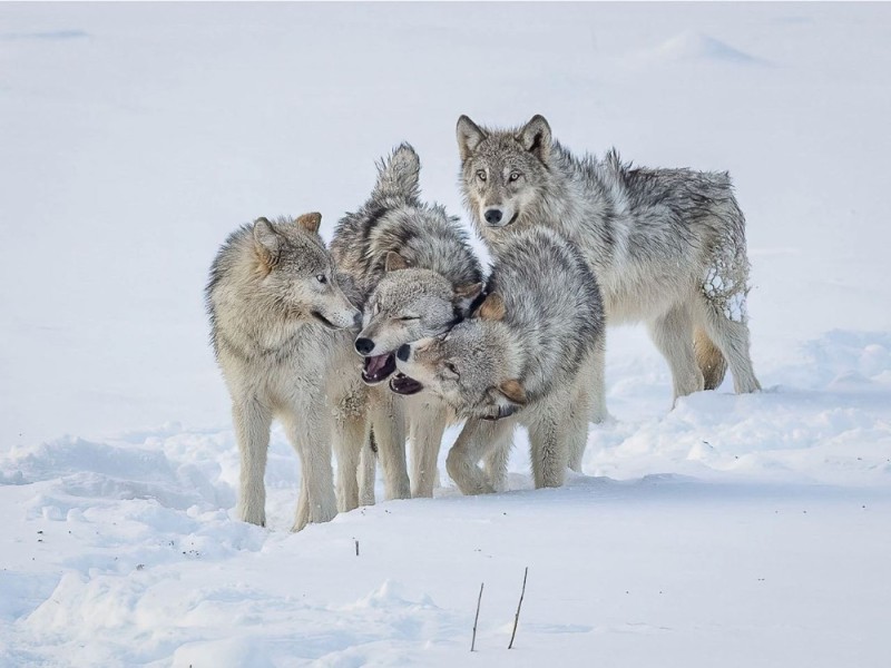 Создать мем: wolf, волки красивые, мы волки