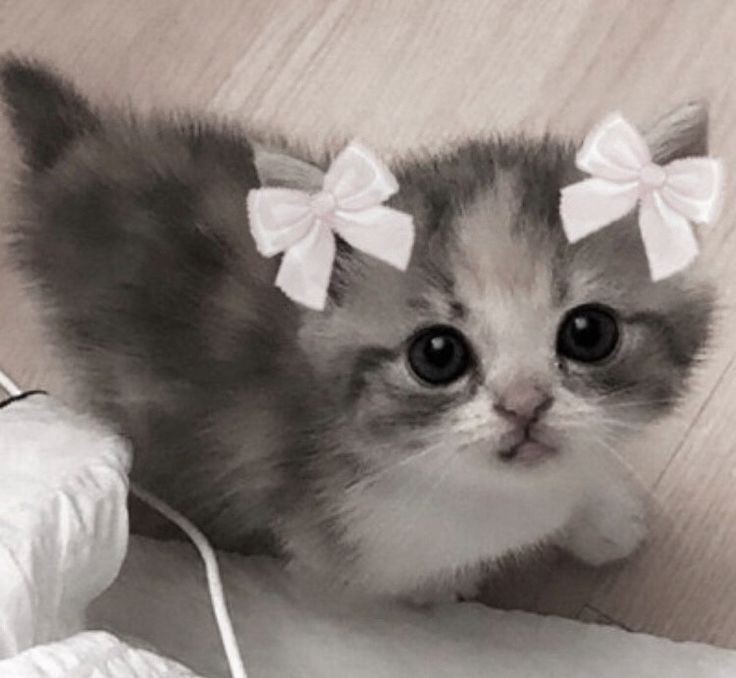 Создать мем: милые котики маленькие, няшные котята, милая кошечка