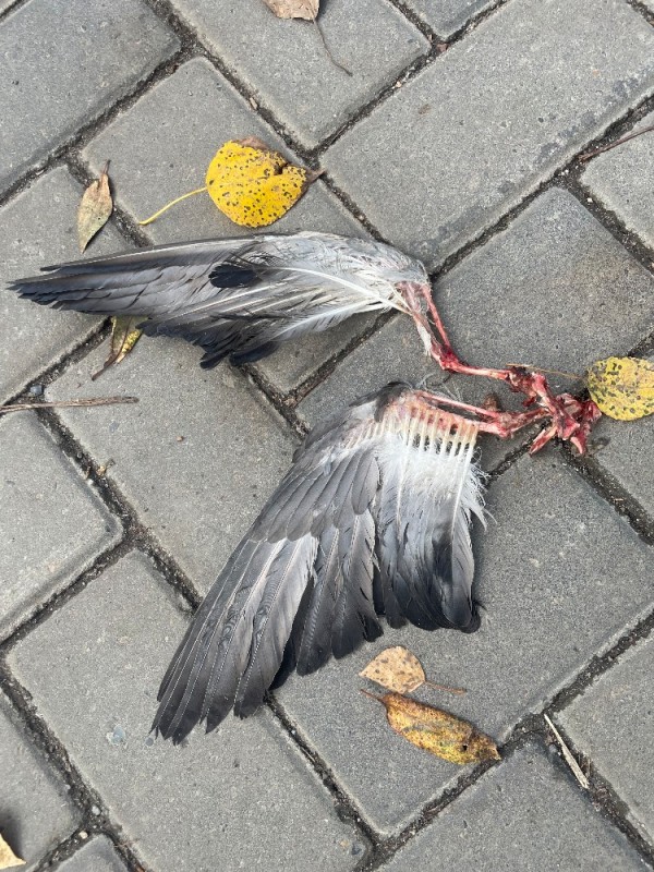 Create meme: dead bird, dead pigeons, A dead bird