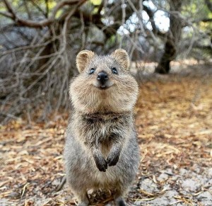 Create meme: animal quokka