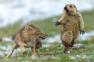 Create meme: funny animals, marmot, gopher