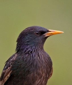 Create meme: the bird is a Starling