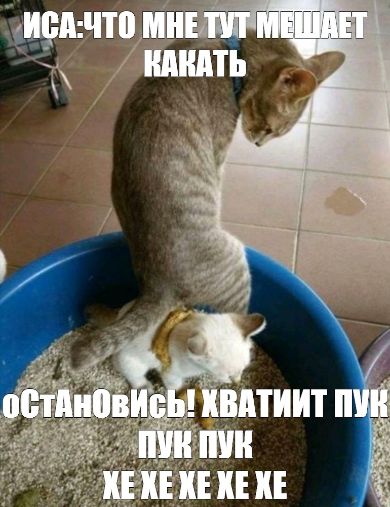 Гадит кот форум