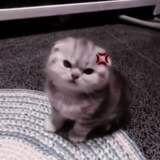 Create meme: the scottish fold kitten, the scottish fold kitten, Scottish fold cat