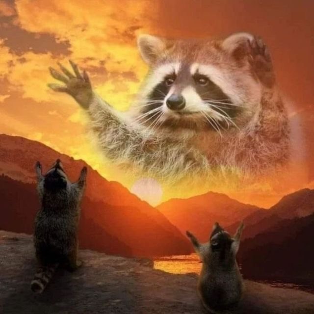Create meme: enotice, raccoon praying, raccoon funny 