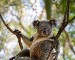 Создать мем: австралийская коала смешная, коалы в австралии, сексуальная коала