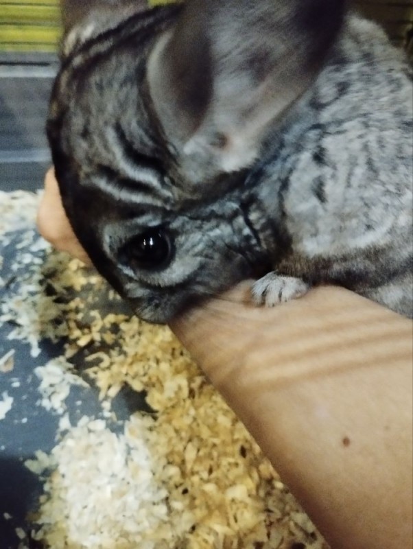 Create meme: chinchilla at home, adult chinchilla, chinchilla 