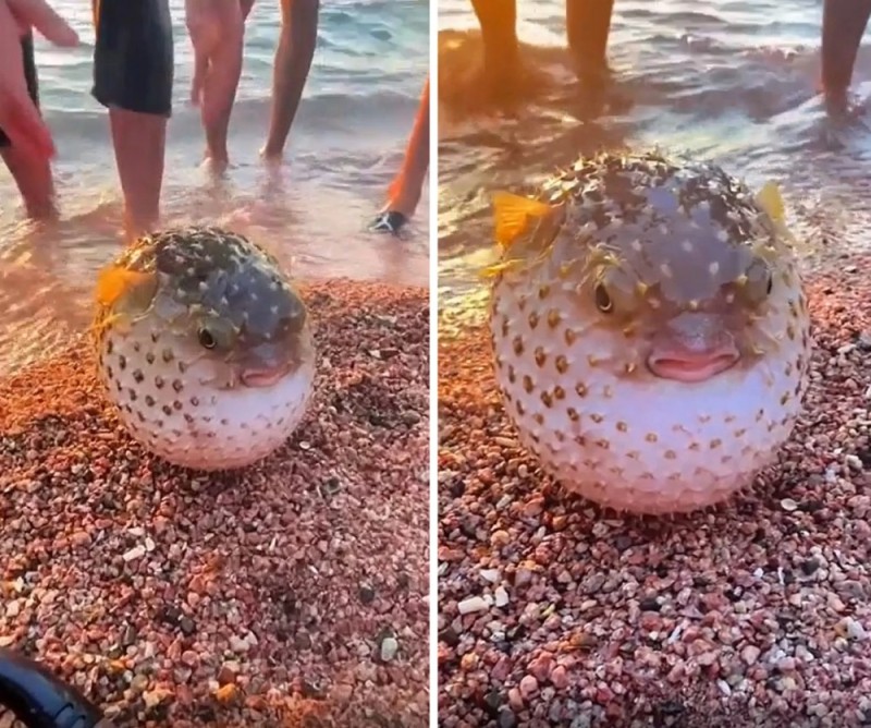 Create meme: fish hedgehog , pufferfish is a poisonous fish, puffer fish 