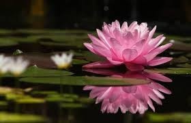 Create Meme Swamp Water Flowers Pda Lotus Pictures Meme Arsenal Com