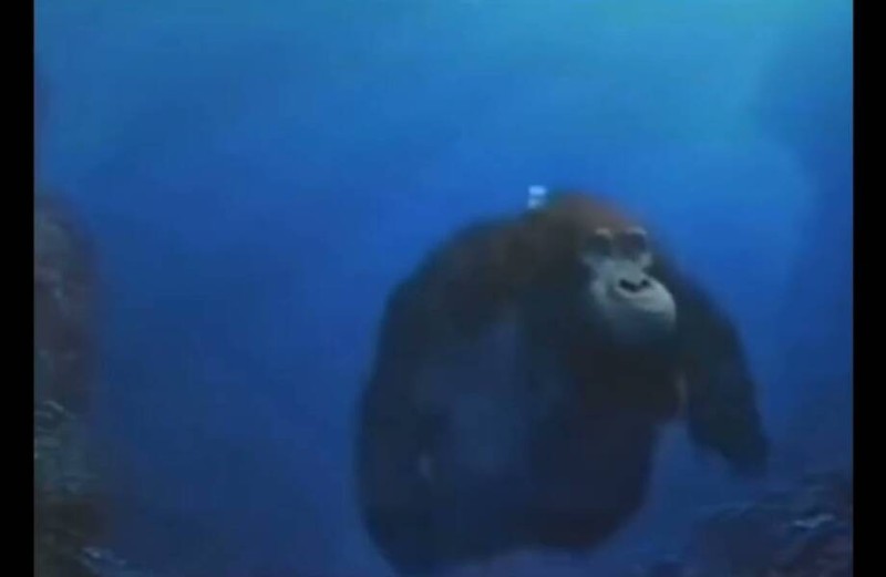 Create meme: Pascal, monke, under water