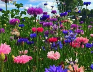 Create meme: cornflower country, cornflower Wallpapers, cornflowers flowers photo