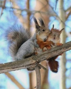 Create meme: red squirrel