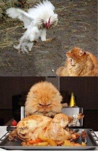 Create meme: cats, Cat, hungry cats funny pictures