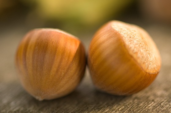 Create meme: hazelnuts, hazelnut, the trebizond hazelnut variety