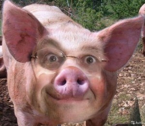 Create meme: boar, pig, the pig's face