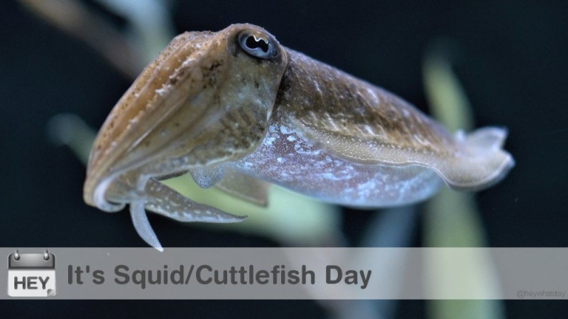 Create meme: cephalopods squid, cuttlefish sepia officinalis, cephalopods cuttlefish